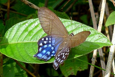 Бабочки запускают восстановление леса Пьереллы