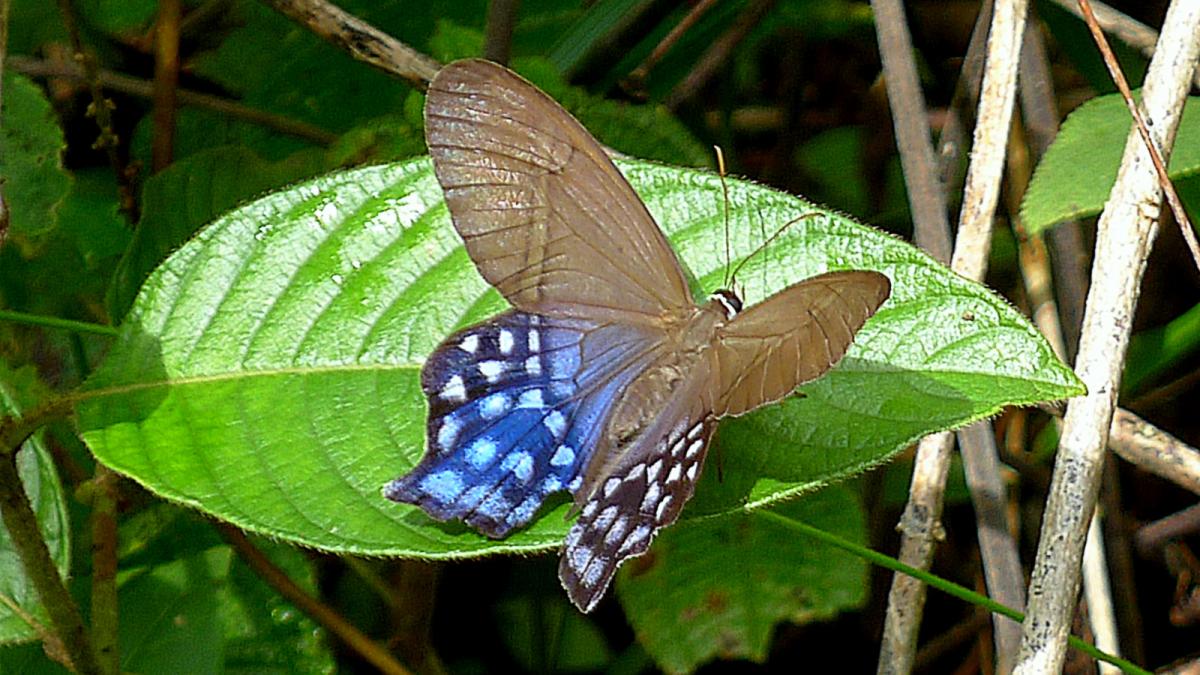 Пьерелла лена