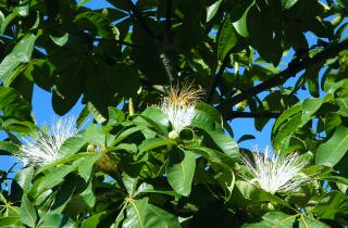 Пахира выглядит идеальной, а потом вдруг сбрасывает листья: я долго не понимала причину — теперь делаю иначе