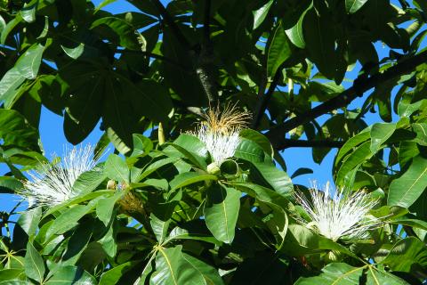 Пахира выглядит идеальной, а потом вдруг сбрасывает листья: я долго не понимала причину — теперь делаю иначе