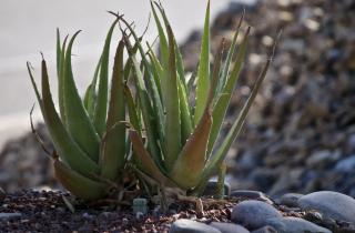 Чтобы вырастить алоэ из листа, достаточно 3–5 недель до появления корней