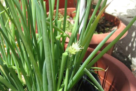 Биолог Пецис: лук-резанец растёт даже зимой при минимальном освещении