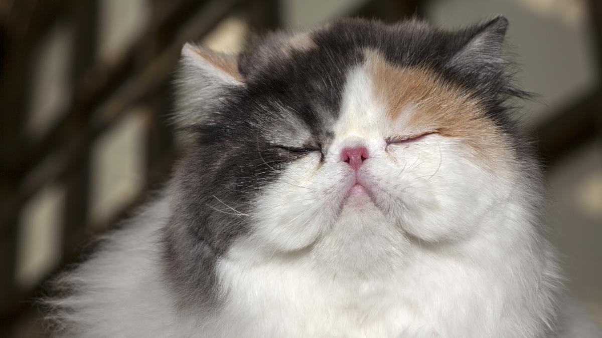 персидская кошка персидская кошка
