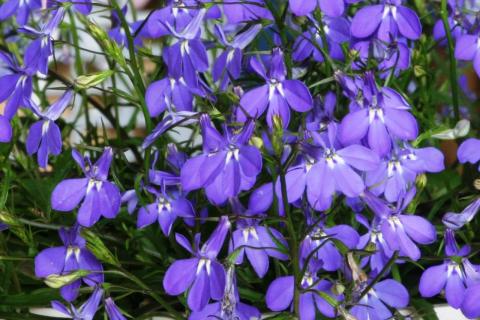 Лобелия требует тщательного ухода для стабильного цветения при выращивании в саду