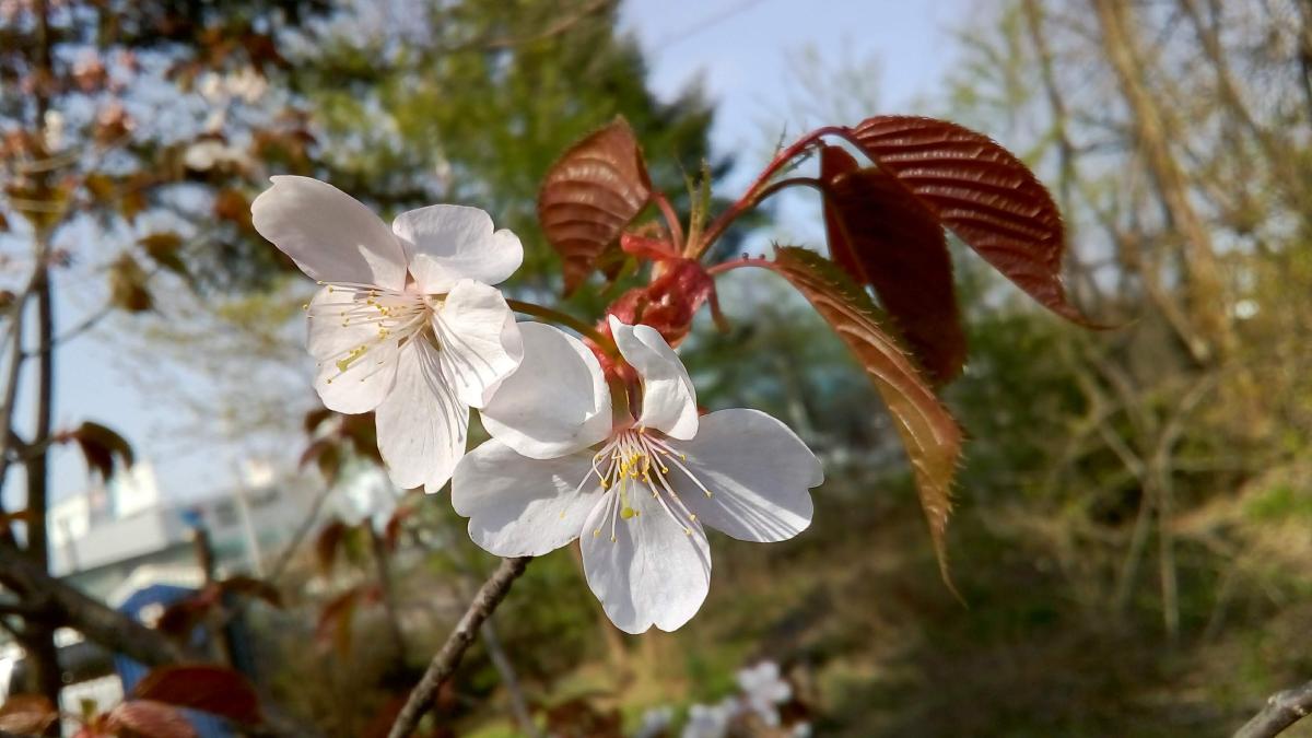 Вишня Саржента, =вишня сахалинская, сакура (1)