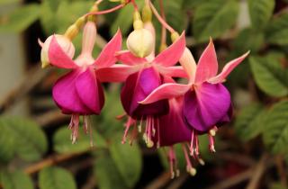 Биолог Пецис: черенки фуксии дают корни за две недели