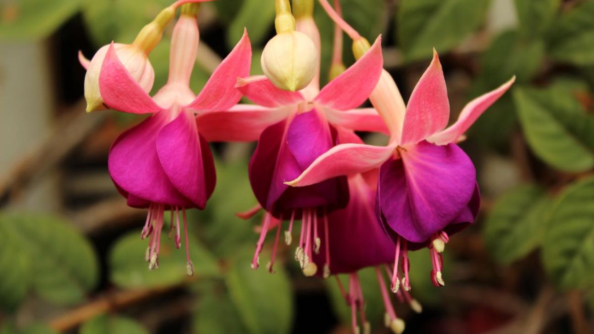 Цветок фуксия царская