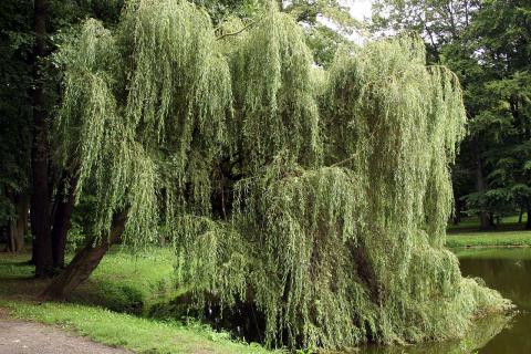 Влажная ива увеличивает риск поражения молнией, уточнила Эма Новотна