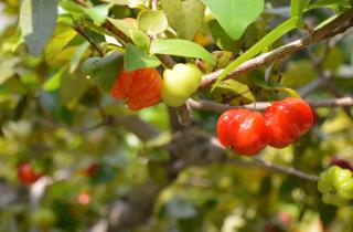 Глубокий горшок ускоряет развитие корней питанги, заявляют агрономы