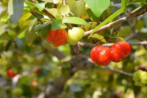 Глубокий горшок ускоряет развитие корней питанги, заявляют агрономы