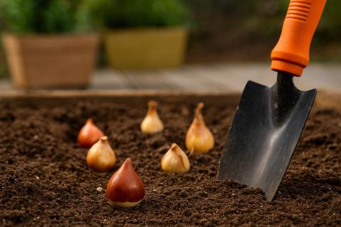 Агроном Марина Власова подчеркивает необходимость удаления бутонов для развития луковиц