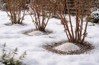 Дачникам назвали основные работы в саду и огороде в декабре – Antonovsad