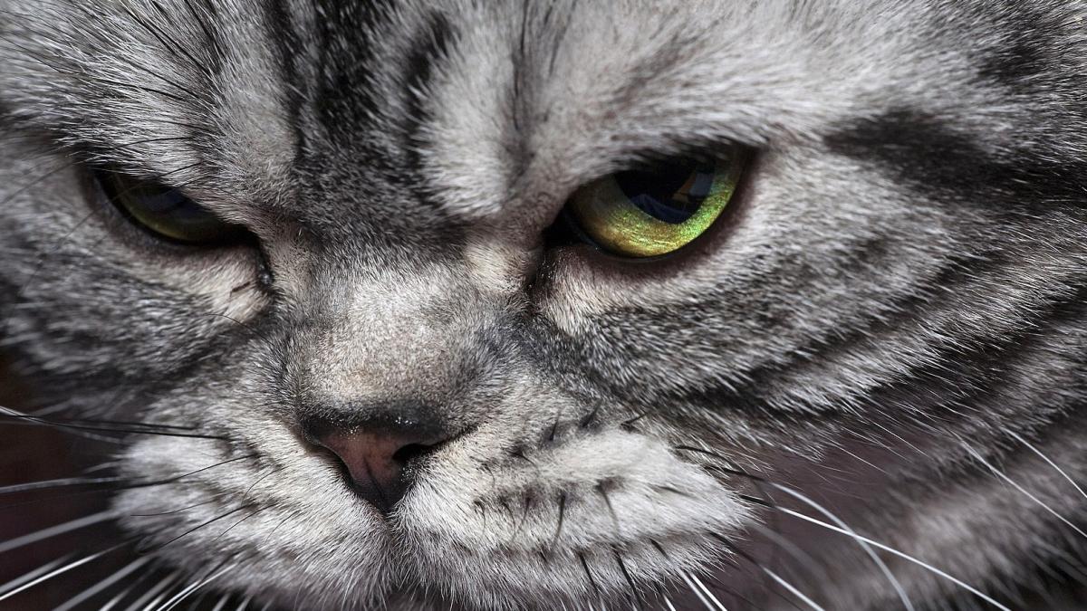 Злая кошка Злая кошка