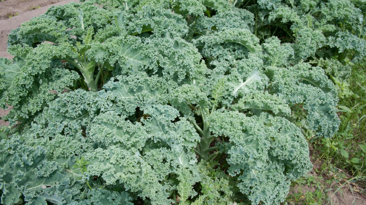 Капуста Капуста