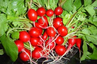 Капуста и редис требуют севооборота из-за общих болезней — Илья Соколов