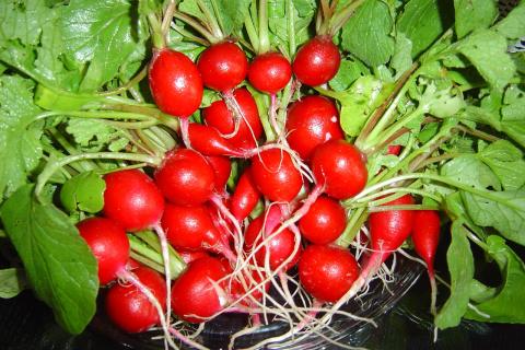 Капуста и редис требуют севооборота из-за общих болезней — Илья Соколов