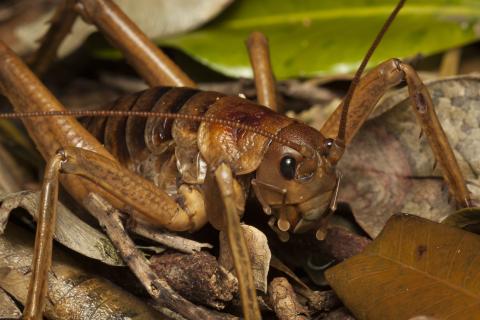 Учёные обнаружили в Таиланде новый вид грибов-паразитов Ophiocordyceps