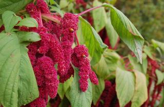 Амарант активно развивается только на рыхлой прогретой почве — Сергей Поляков