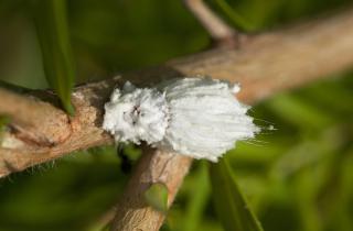 Мучнистый червец поражает фиалки, ослабляя листья и вызывая инфекции — Игорь Сафронов