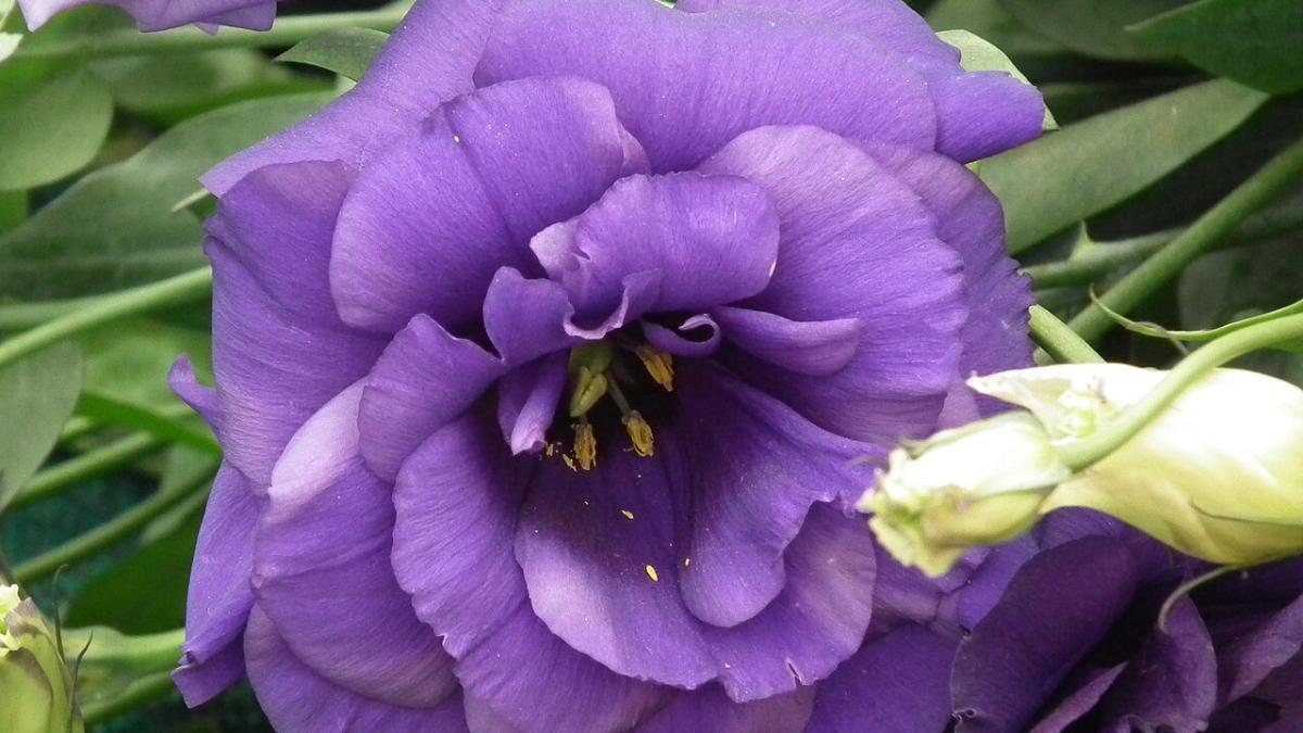 Эустома Эустома