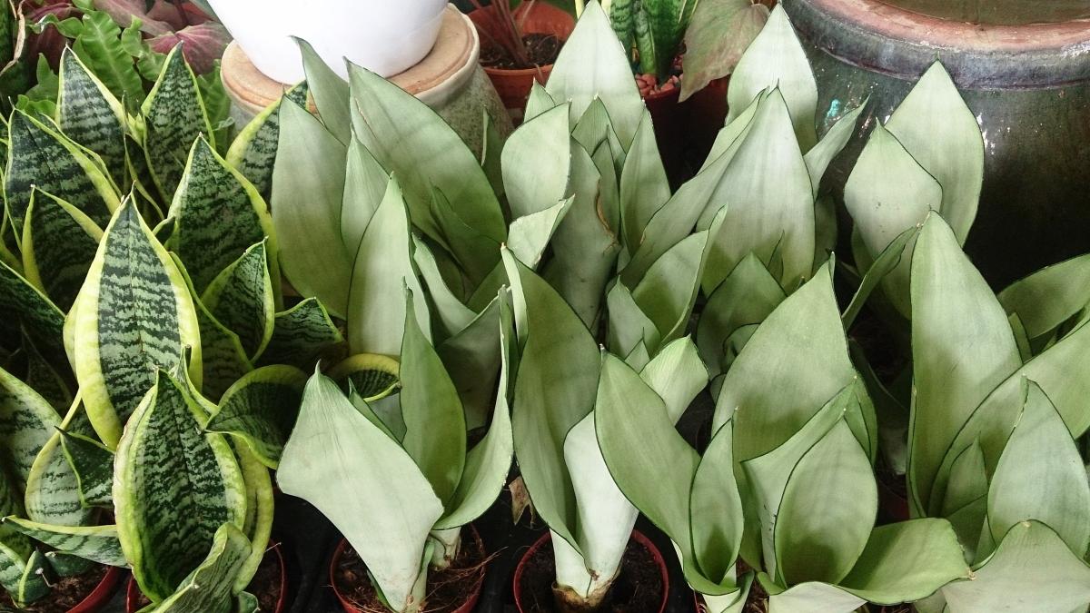 Сансевиерия