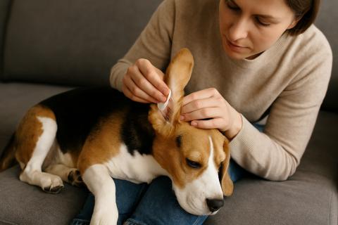 Стресс смены дома выявляет болезни у животных в первую неделю — Le Figaro