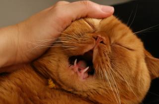 Кошки снижают ласковость при стрессе и изменении среды – Fanpage