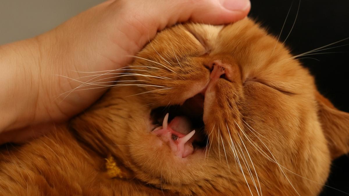 Рыжий кот экзот