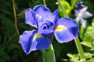 Осенняя подготовка ирисов к зиме включает обрезку, подкормку и укрытие — советы садоводов