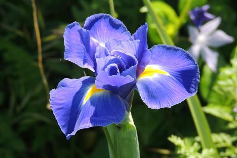 Осенняя подготовка ирисов к зиме включает обрезку, подкормку и укрытие — советы садоводов Осенняя подготовка ирисов к зиме включает обрезку, подкормку и укрытие — советы садоводов