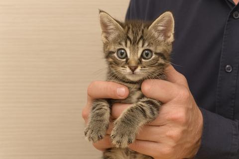 У кошек расширяются зрачки от стресса