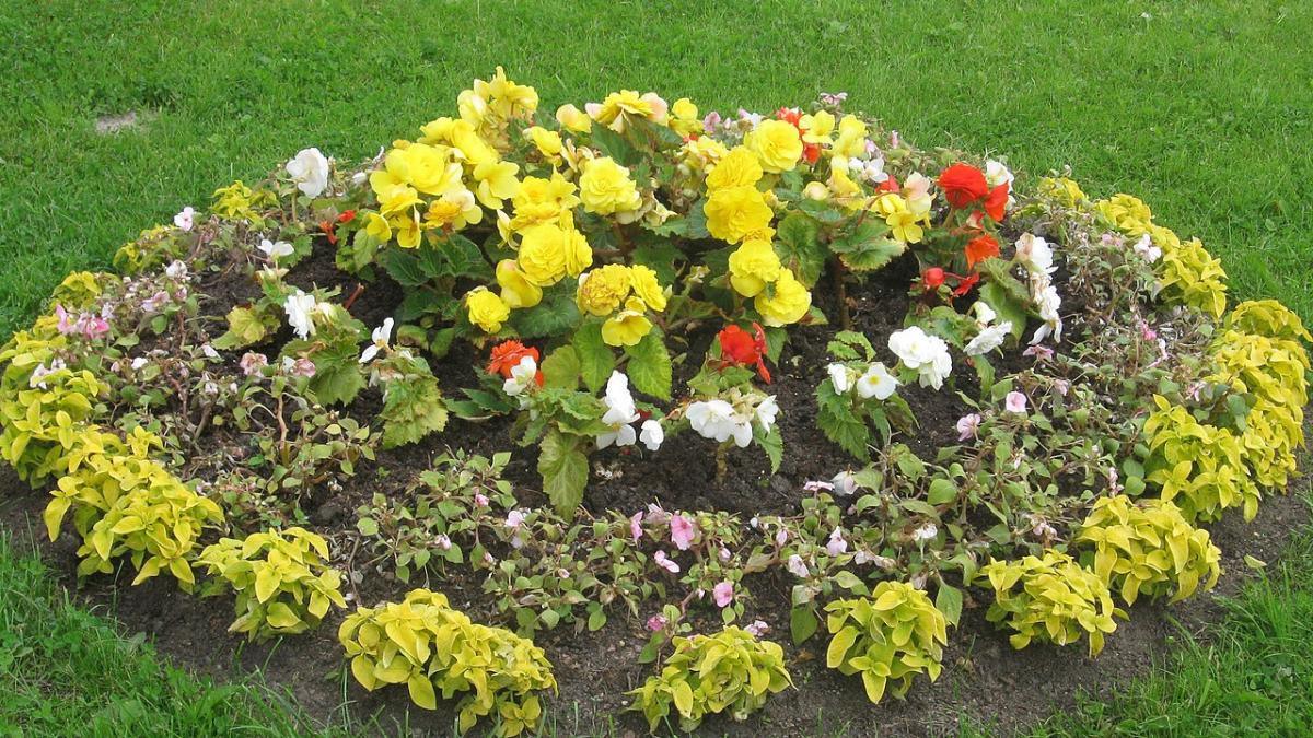 Клумба Клумба