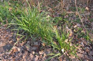 Райграс разрыхляет зимнюю почву, сообщает агроном Брэндон Маркус