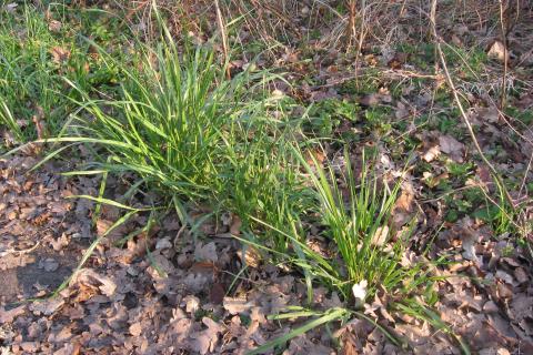 Райграс разрыхляет зимнюю почву, сообщает агроном Брэндон Маркус