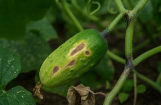 Самоопыляемые гибриды огурцов обеспечат урожай зимой — рекомендации Соколовой