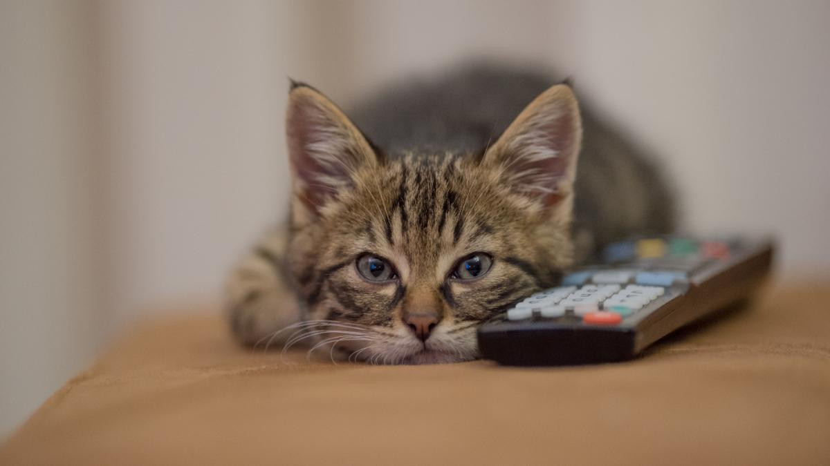 кот смотрит телевизор