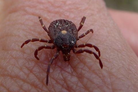 Ветеринар Цыпленков: защищать собак от клещей нужно при температуре выше плюс десяти градусов