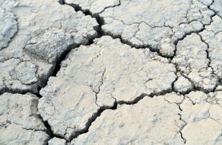 Сидераты эффективно разрыхляют тяжелую глинистую почву и улучшают плодородие —  Андрей Поляков