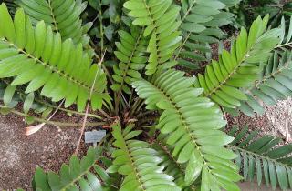 Замиокулькас растет медленно и не требует частых пересадок — садоводы