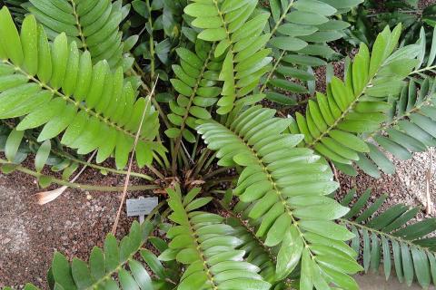 Замиокулькас растет медленно и не требует частых пересадок — садоводы