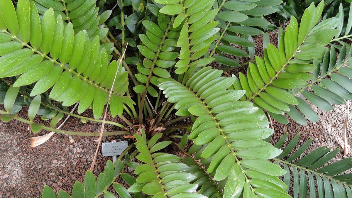 Замиокулькас