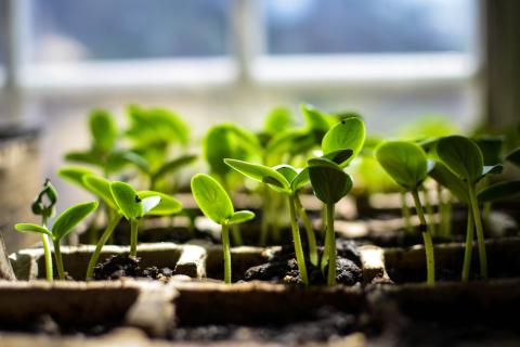 Гравитация на службе у дачника: огурцы в подвесных корзинах созревают на две недели быстрее срока