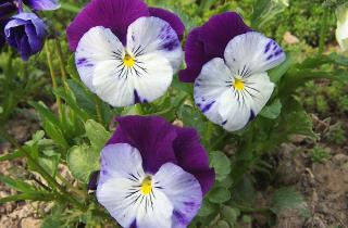 Фиалка цветёт круглый год с правильным поливом и освещением — рекомендации Киселёвой