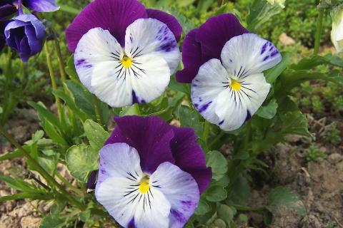 Фиалка цветёт круглый год с правильным поливом и освещением — рекомендации Киселёвой