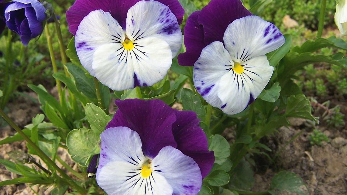 Фиалка Фиалка