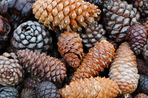 Шишки помогают сохранять влагу и регулируют температуру почвы — советы садоводов