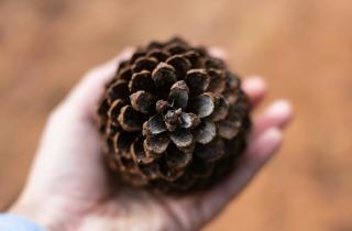 Природный капкан для корней: обычная шишка превращается в живой инкубатор для цветов