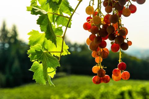 Виноградные кусты дают мелкие ягоды при перегрузке и нехватке бора