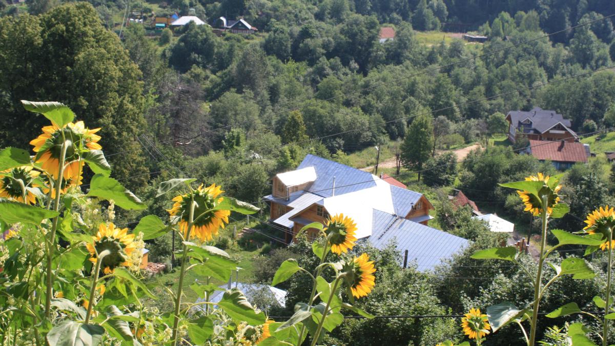 Плёс (Россия) Подсолнухи - panoramio Плёс (Россия) Подсолнухи - panoramio