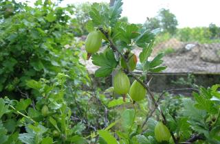 Крыжовник собирают днём после высыхания росы для лучшего хранения урожая